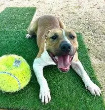 An adult large-sized male Pit Bull Terrier dog named Turkey for adoption in Tavares, FL