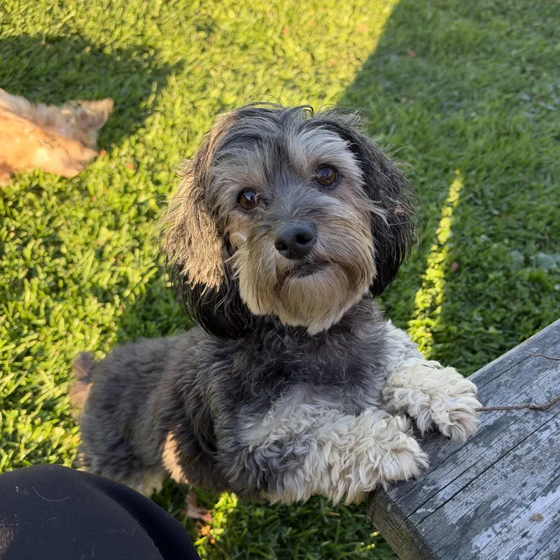 An adult small-sized female Yorkshire Terrier dog named Belle for adoption in Saratoga Springs, NY