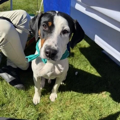 A young medium-sized male Coonhound dog named Frankie for adoption in East Amherst, NY
