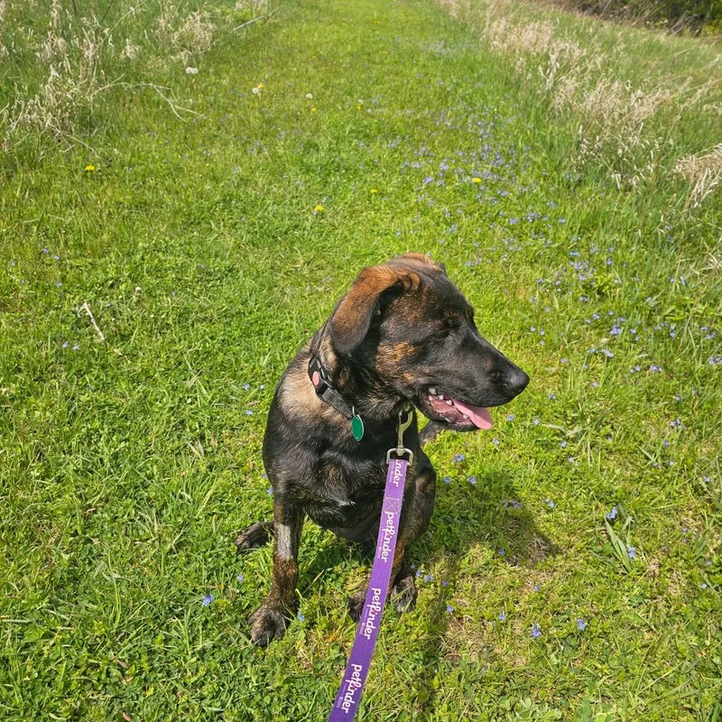 A young medium-sized female Mixed Breed dog named Tempest for adoption in East Smithfield , PA