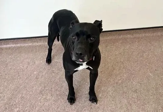 An adult medium-sized male Pit Bull Terrier dog named Sesame for adoption in Saint Louis, MO