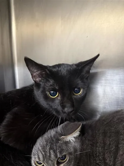 An adult small-sized male Domestic Short Hair cat named Noodle for adoption in Largo, FL