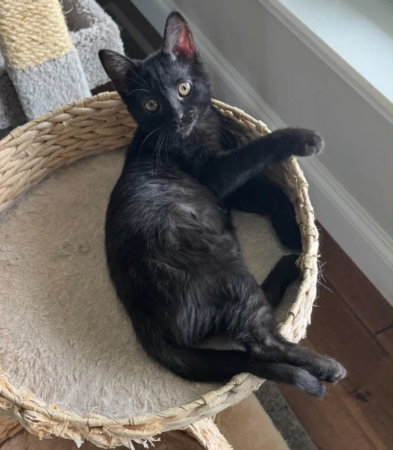 A baby large-sized female Black Domestic Short Hair cat named Luna M for adoption in Lemoyne, PA
