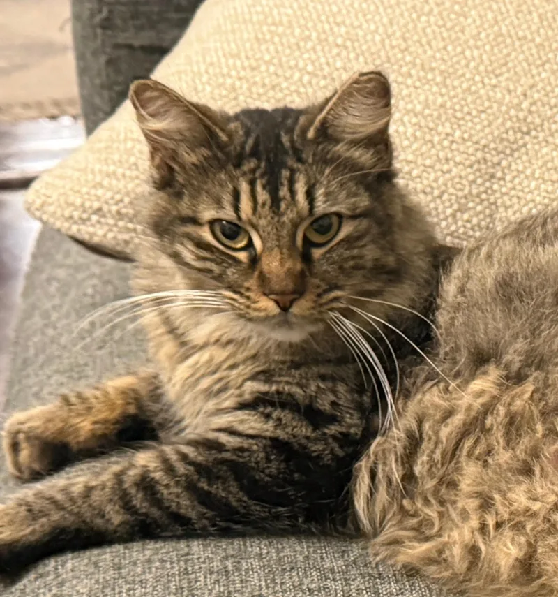 A young medium-sized female Tabby (Brown / Chocolate) Domestic Medium Hair cat named Porsche for adoption in Fort Worth, TX