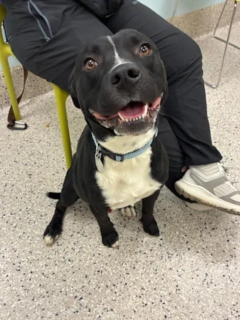 A young large-sized male Pit Bull Terrier dog named Benito for adoption in Brighton, CO