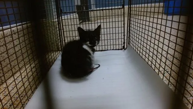 A baby small-sized female Domestic Short Hair cat named Myko for adoption in Miami, FL