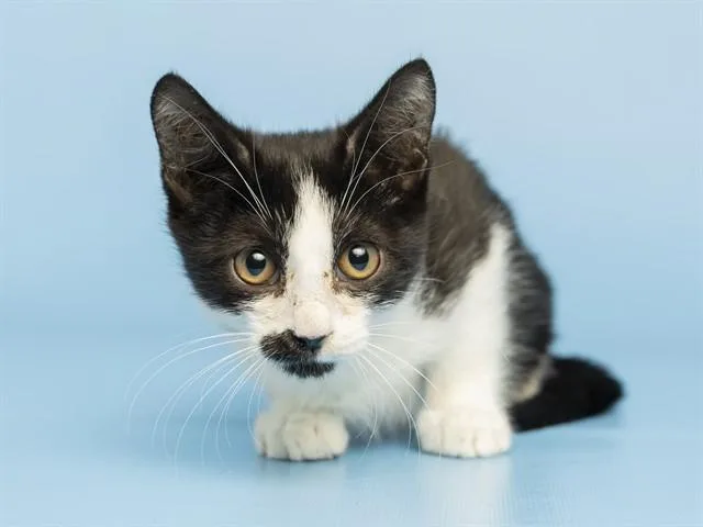 A baby small-sized male Domestic Short Hair cat named Monsoon for adoption in Phoenix, AZ