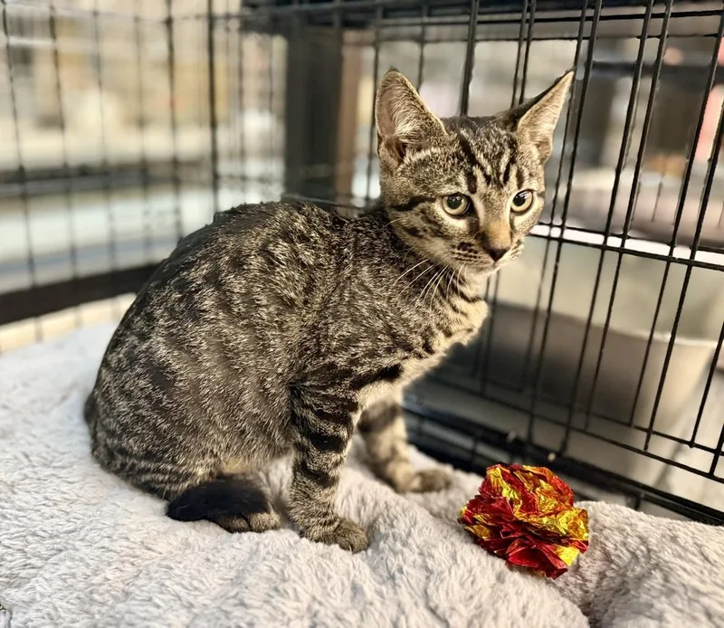 A baby small-sized male Domestic Short Hair cat named Frankie for adoption in Taylor, PA