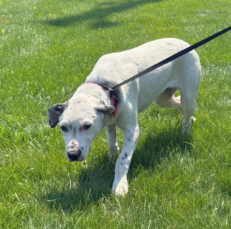 Cora