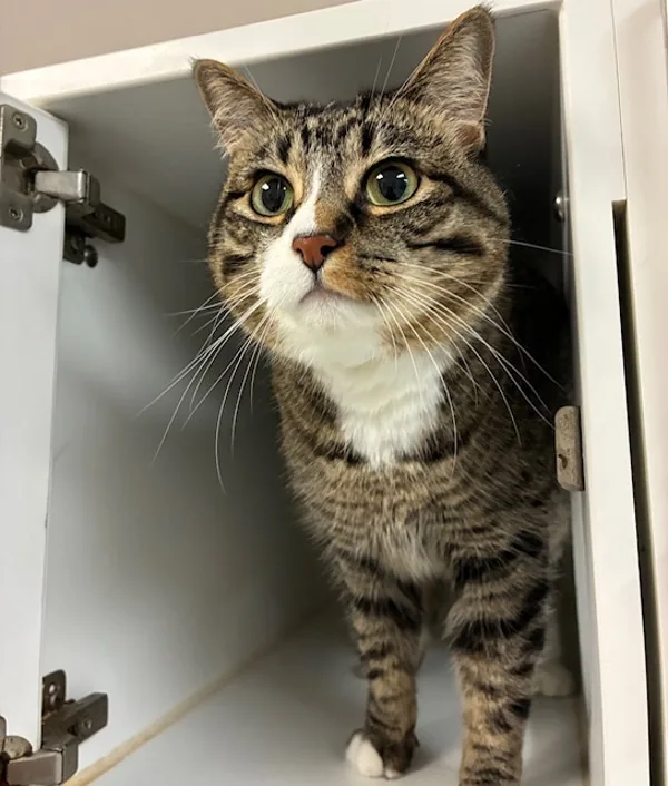 An adult medium-sized female Domestic Short Hair cat named Precious for adoption in Topeka, KS