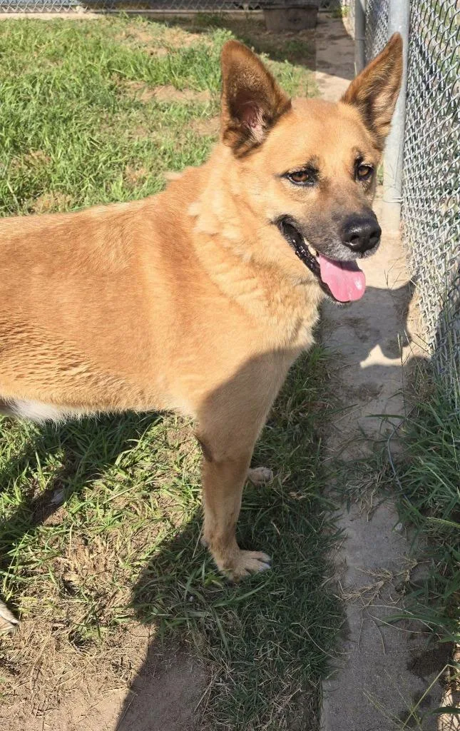 Koda