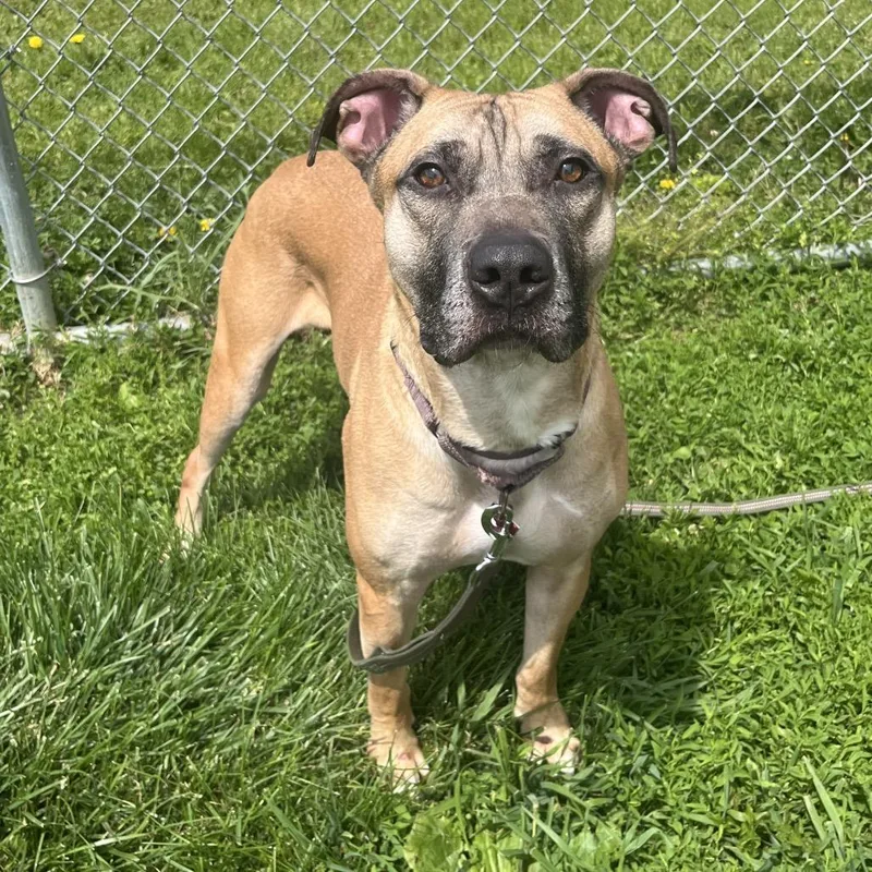 An adult medium-sized male Yellow / Tan / Blond / Fawn Mixed Breed dog named Scout for adoption in Delaware, OH