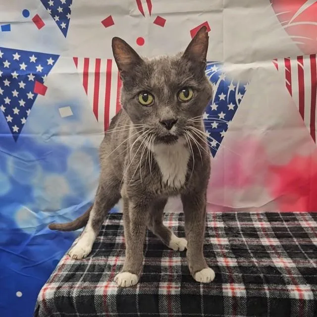 A senior medium-sized male Domestic Short Hair cat named Olaf for adoption in Wylie, TX