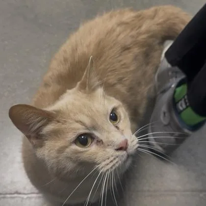 An adult large-sized male Domestic Short Hair cat named Eggs for adoption in Janesville, WI