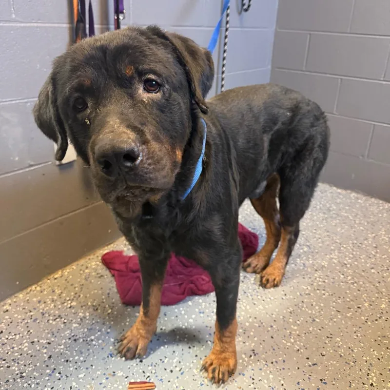 An adult large-sized male Black Rottweiler dog named TUSCStray for adoption in Tuscaloosa, AL