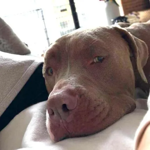 An adult large-sized male Apricot / Beige Pit Bull Terrier dog named Carter for adoption in Naperville, IL
