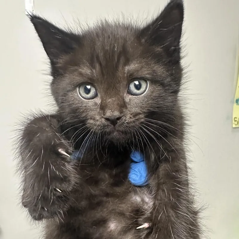 A baby small-sized male Black Domestic Short Hair cat named Bennet for adoption in Concord, NC