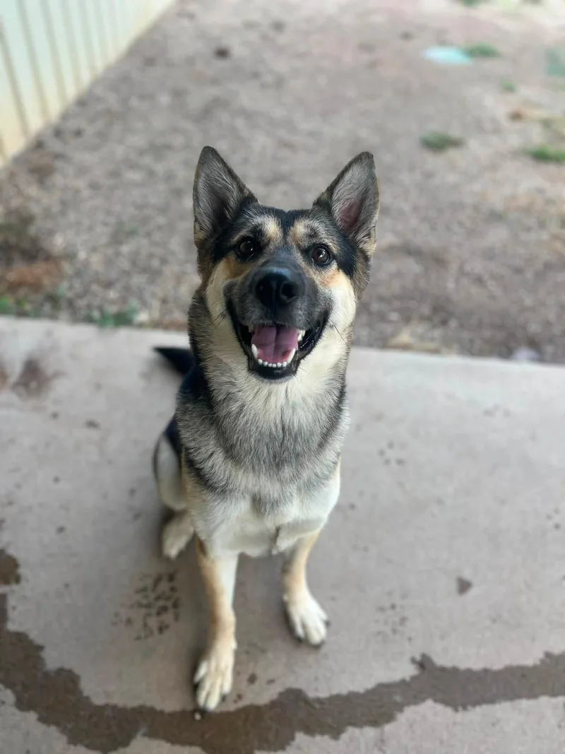 An adult medium-sized female Black German Shepherd Dog dog named Eva for adoption in Pomeroy, OH