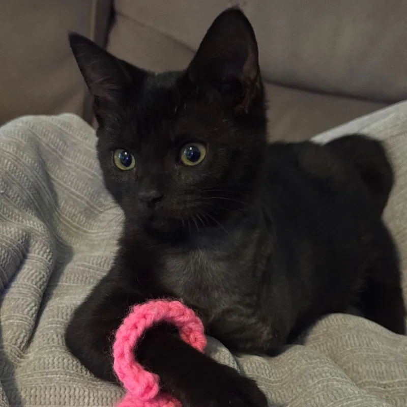 A baby small-sized male Domestic Short Hair cat named Goldie for adoption in Portage, MI