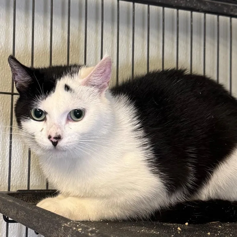 A baby medium-sized male Domestic Short Hair cat named Little Spit for adoption in Saginaw, MI