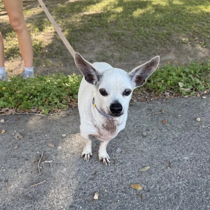 A senior small-sized male White / Cream Chihuahua dog named Poncho for adoption in Carencro, LA