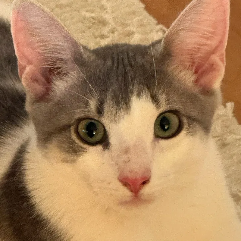 A young small-sized female American Shorthair cat named Fusilli for adoption in New York, NY