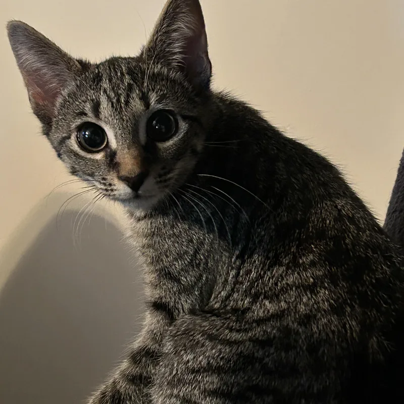 A young small-sized female Tabby (Gray / Blue / Silver) Domestic Short Hair cat named Penny for adoption in Fayetteville, NC