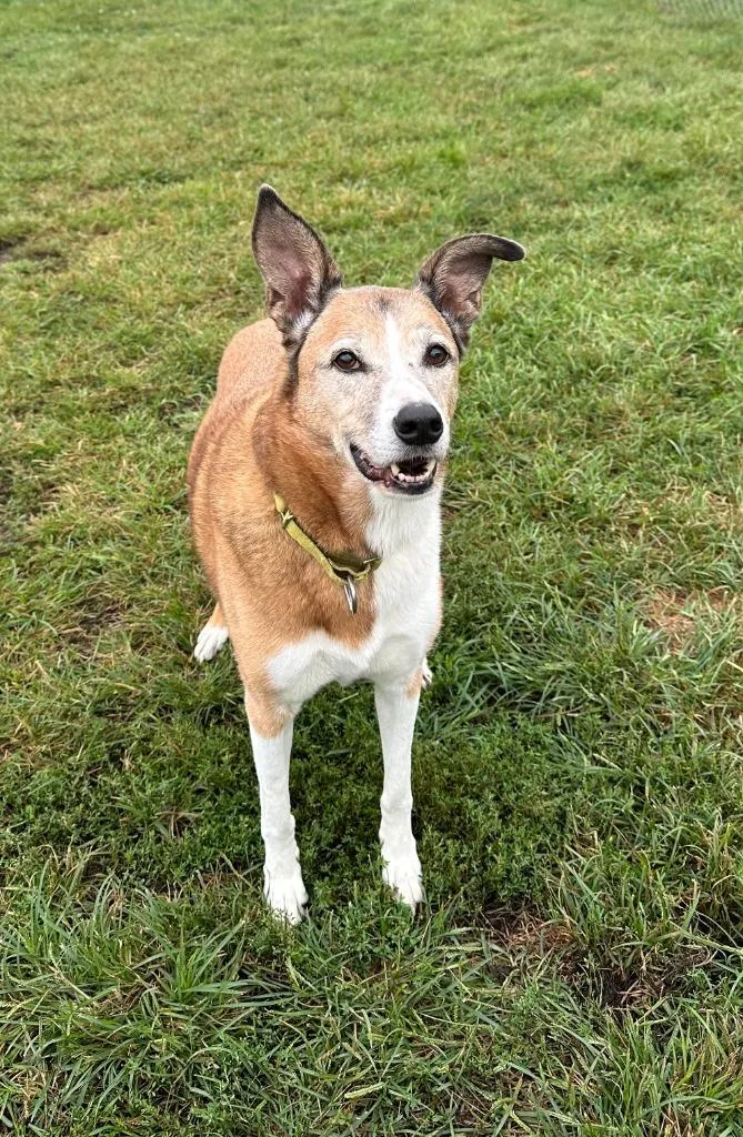 A senior medium-sized female Collie dog named Penny Lane for adoption in South Bend, IN