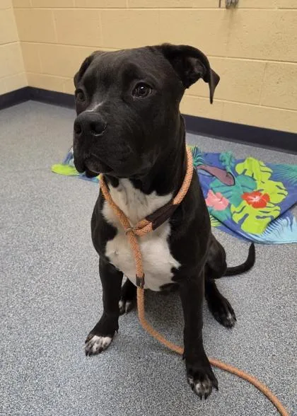 A baby large-sized male Pit Bull Terrier dog named Gus for adoption in Westland, MI