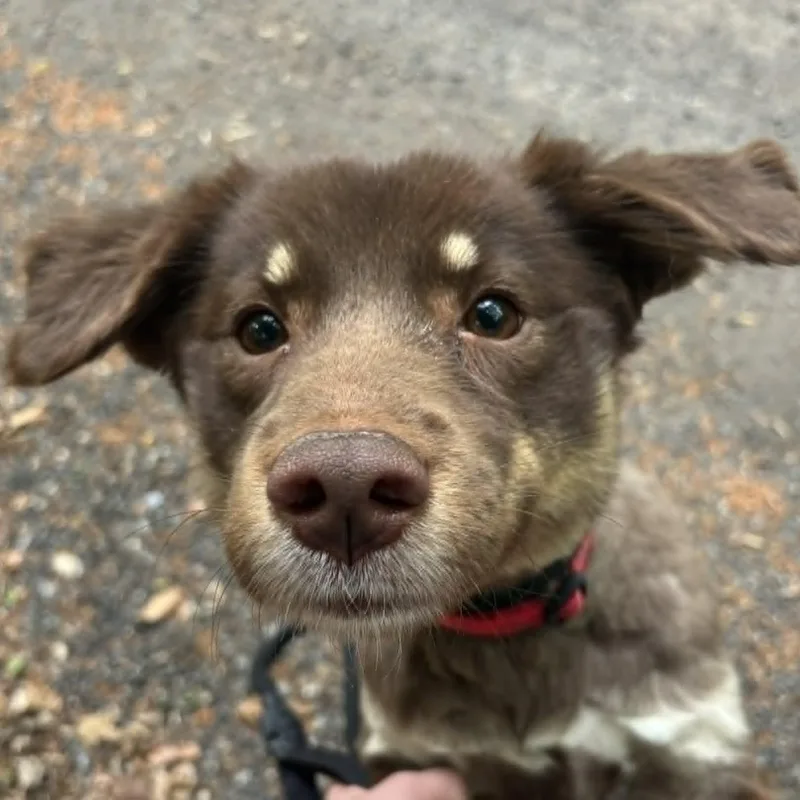 Biscuit