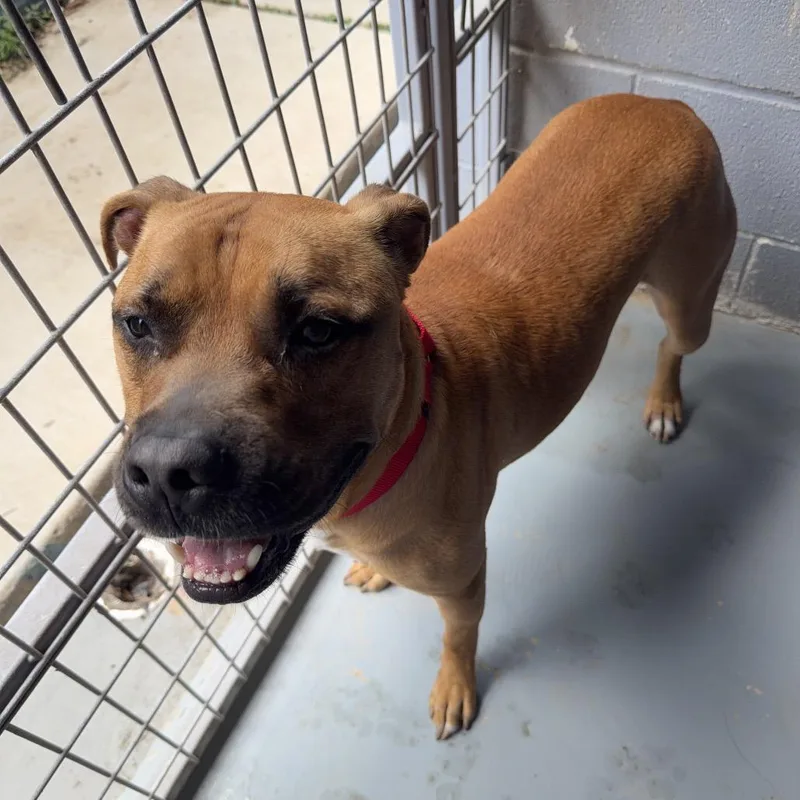 An adult medium-sized male Yellow / Tan / Blond / Fawn Boxer dog named Led Zeppelin for adoption in Kyle, TX