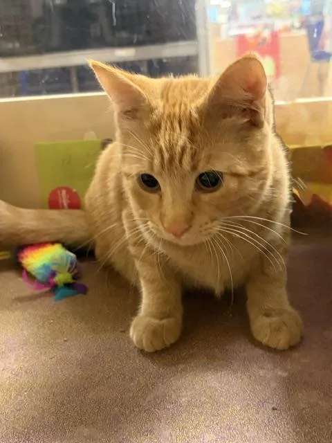 A young medium-sized male Tabby (Orange / Red) Tabby cat named Cheddar for adoption in Waldorf, MD