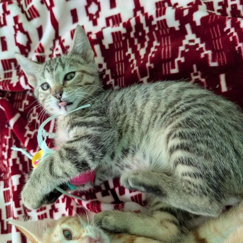 A baby small-sized female Brown / Chocolate Domestic Short Hair cat named Diana for adoption in Roselle, IL