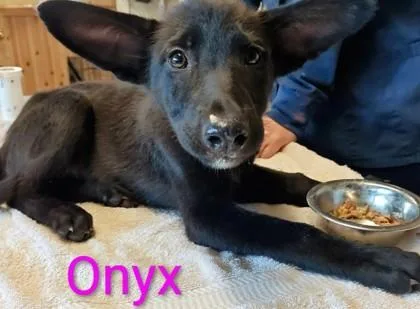 A young large-sized female Labrador Retriever dog named Onyx for adoption in Kansas City, MO