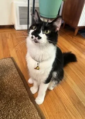 A young medium-sized male Domestic Medium Hair cat named Banjo for adoption in San Francisco, CA