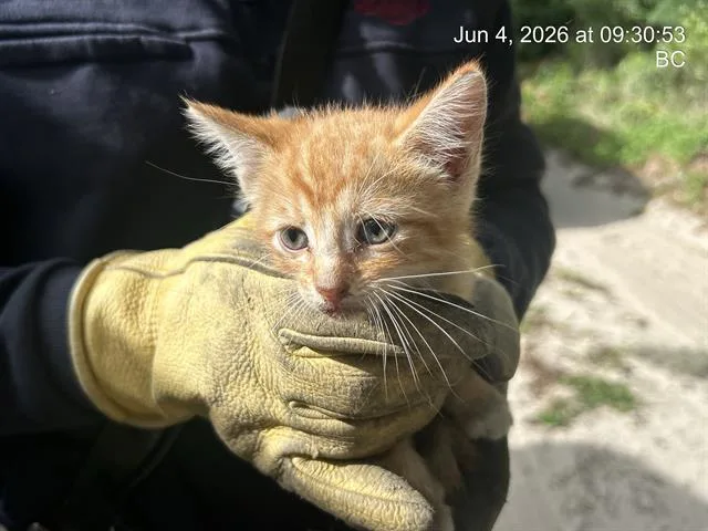 A baby small-sized male Domestic Short Hair cat named Star Lord for adoption in Ocala, FL