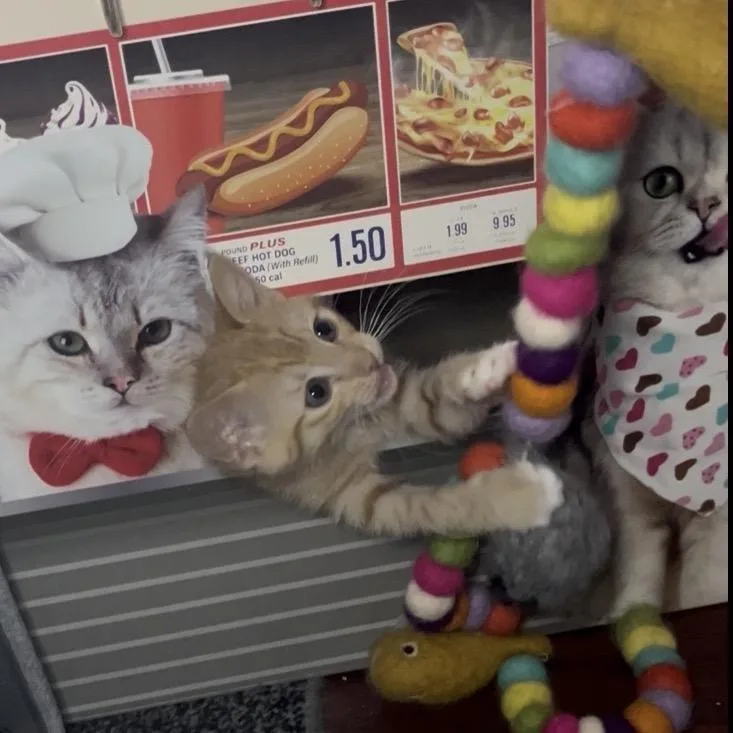 A baby small-sized female Orange / Red Domestic Short Hair cat named Tiger Lily for adoption in Escondido, CA