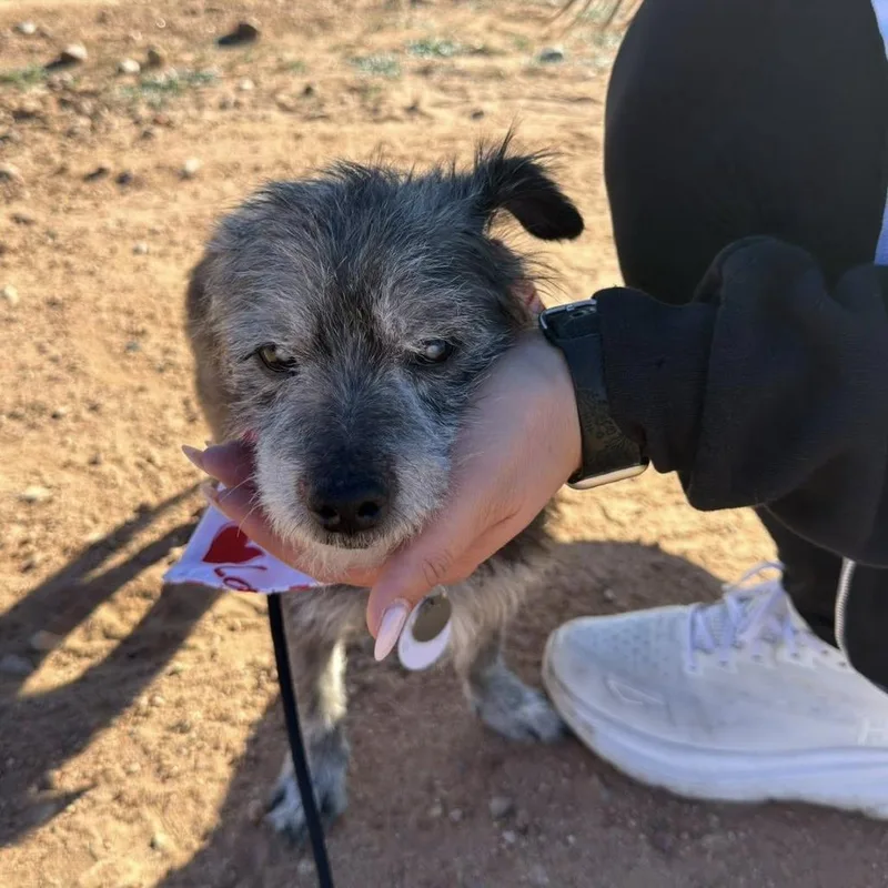A senior small-sized male Cairn Terrier dog named Dunkin for adoption in Ramona, CA