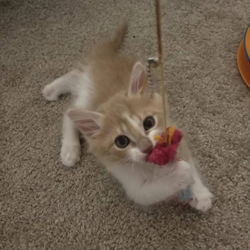 A baby small-sized male Orange / Red Domestic Long Hair cat named Ketchup for adoption in Fort Worth, TX