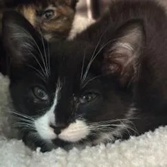 Callie