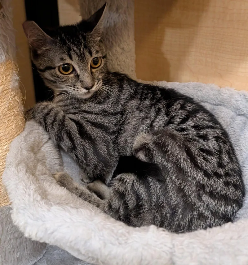 A young medium-sized female Gray / Blue / Silver Domestic Short Hair cat named Jaws .. for adoption in Apopka, FL