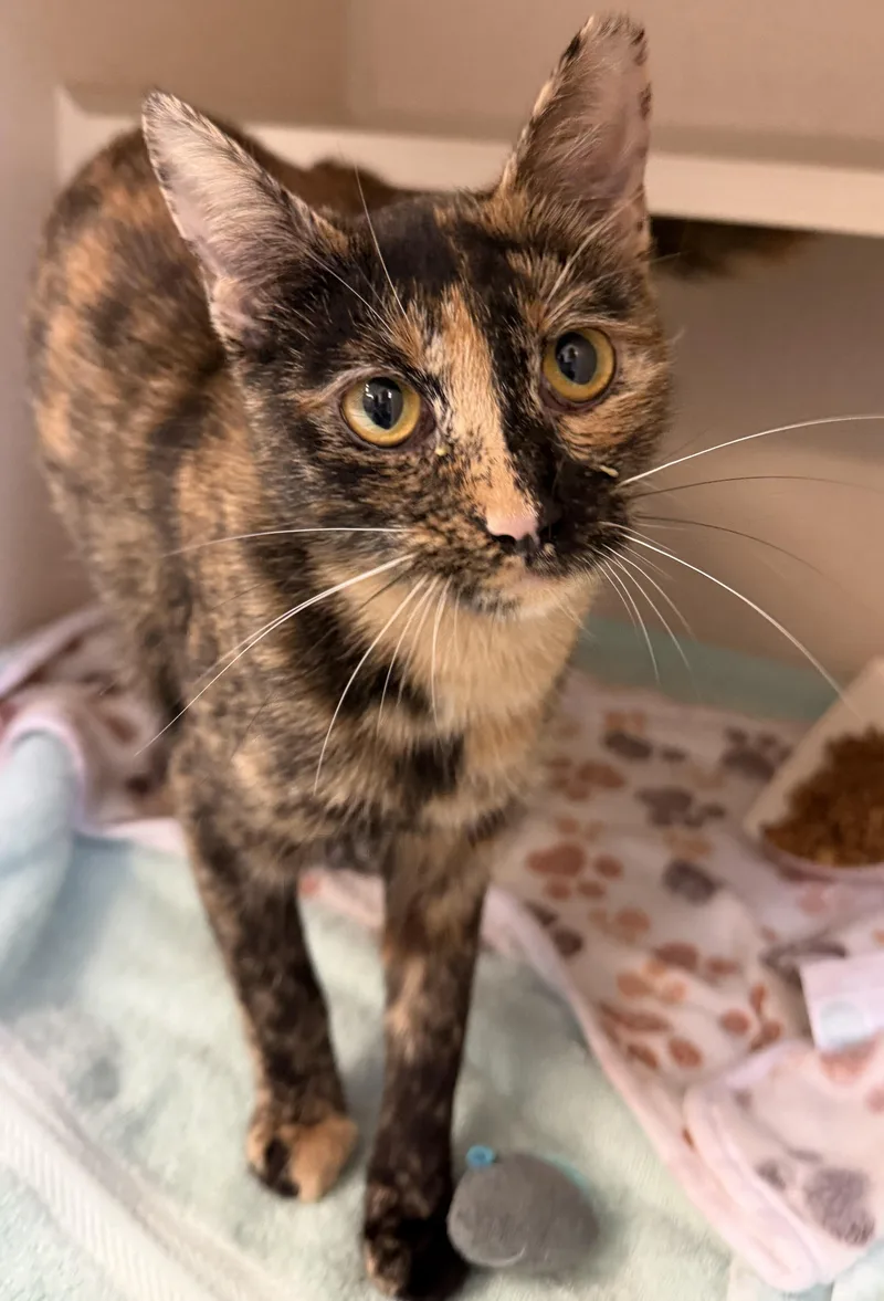 An adult medium-sized female Tortoiseshell Domestic Short Hair cat named Brookie for adoption in Salem, NH