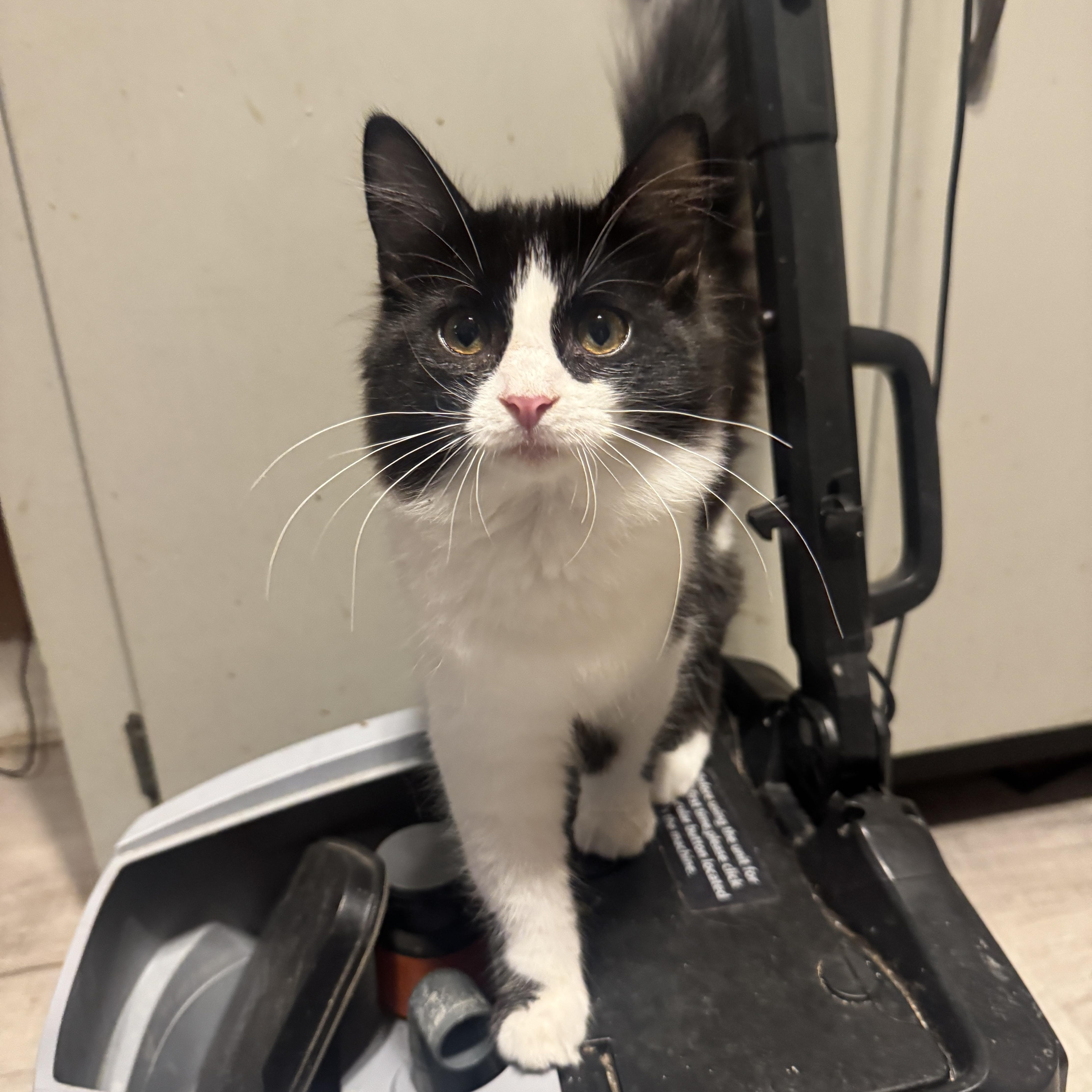 A baby medium-sized female Black & White / Tuxedo American Shorthair cat named Clementine for adoption in Massillon, OH