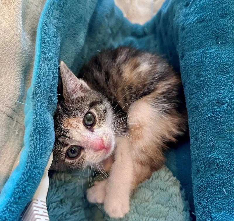 A baby medium-sized female Domestic Short Hair cat named Penny for adoption in Candler, NC