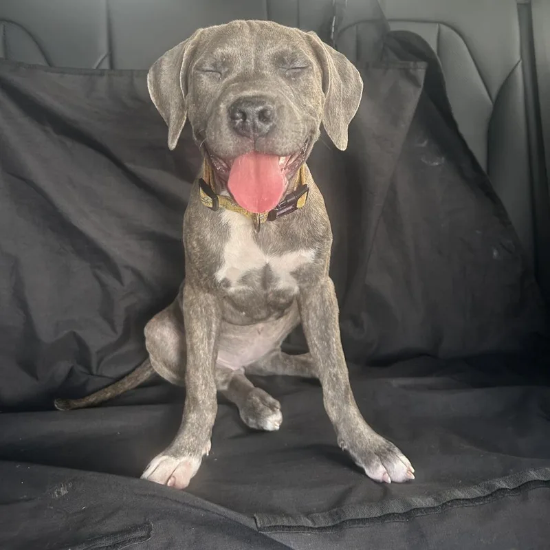 A baby medium-sized female Brindle Terrier dog named Effy for adoption in Jupiter, FL