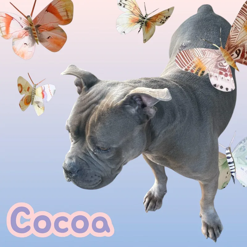 Cocoa  Nj thumbnail 2