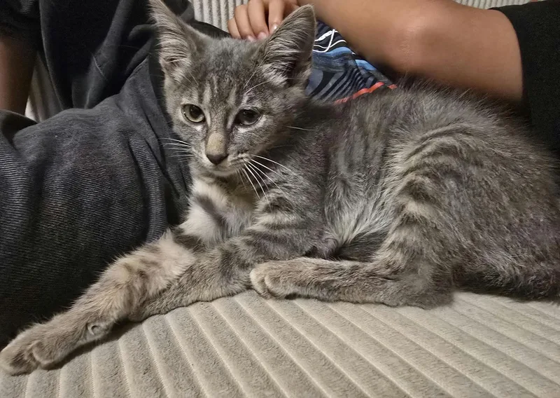 A baby medium-sized female Tabby (Gray / Blue / Silver) Domestic Short Hair cat named Valentina for adoption in Houston, TX