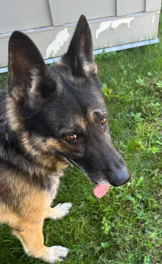 An adult large-sized male German Shepherd Dog dog named Jay for adoption in Manassas, VA
