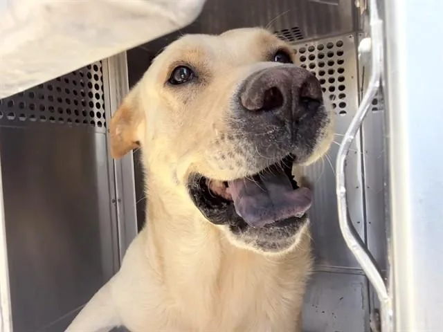 An adult large-sized male Golden Retriever dog named Short Stack for adoption in Phoenix, AZ