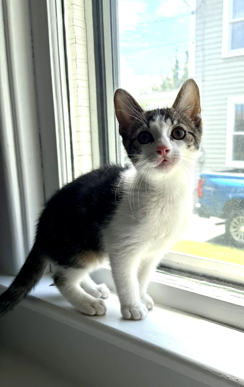 Sebastian